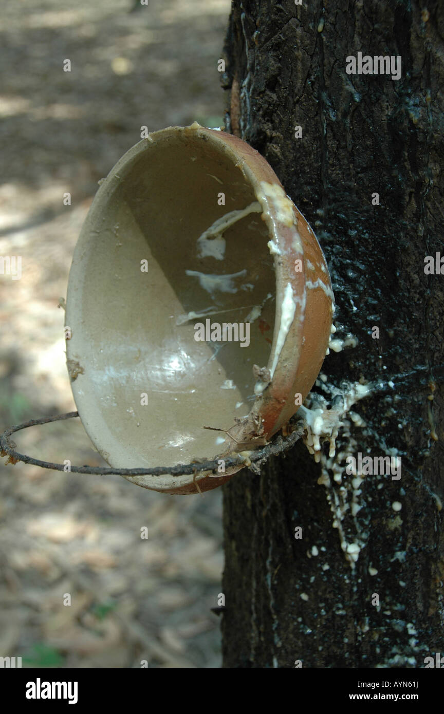 Una tazza di utilizzare per raccogliere il lattice come che gocciola fuori da un albero di gomma. Vicino a Ben Duoc, Vietnam. Foto Stock