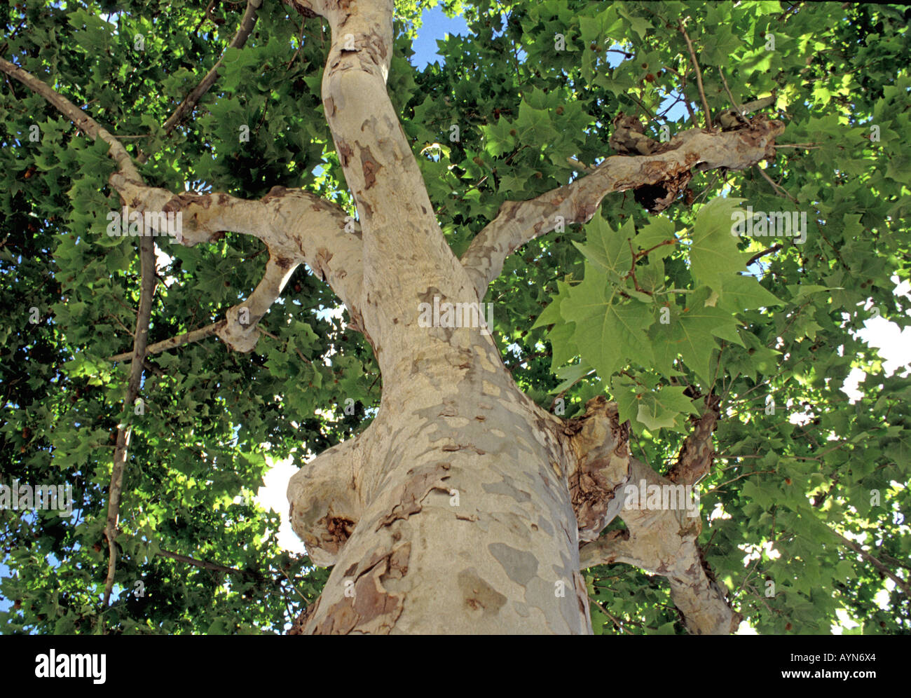 Piano albero canopy platanus acerifolia Foto Stock