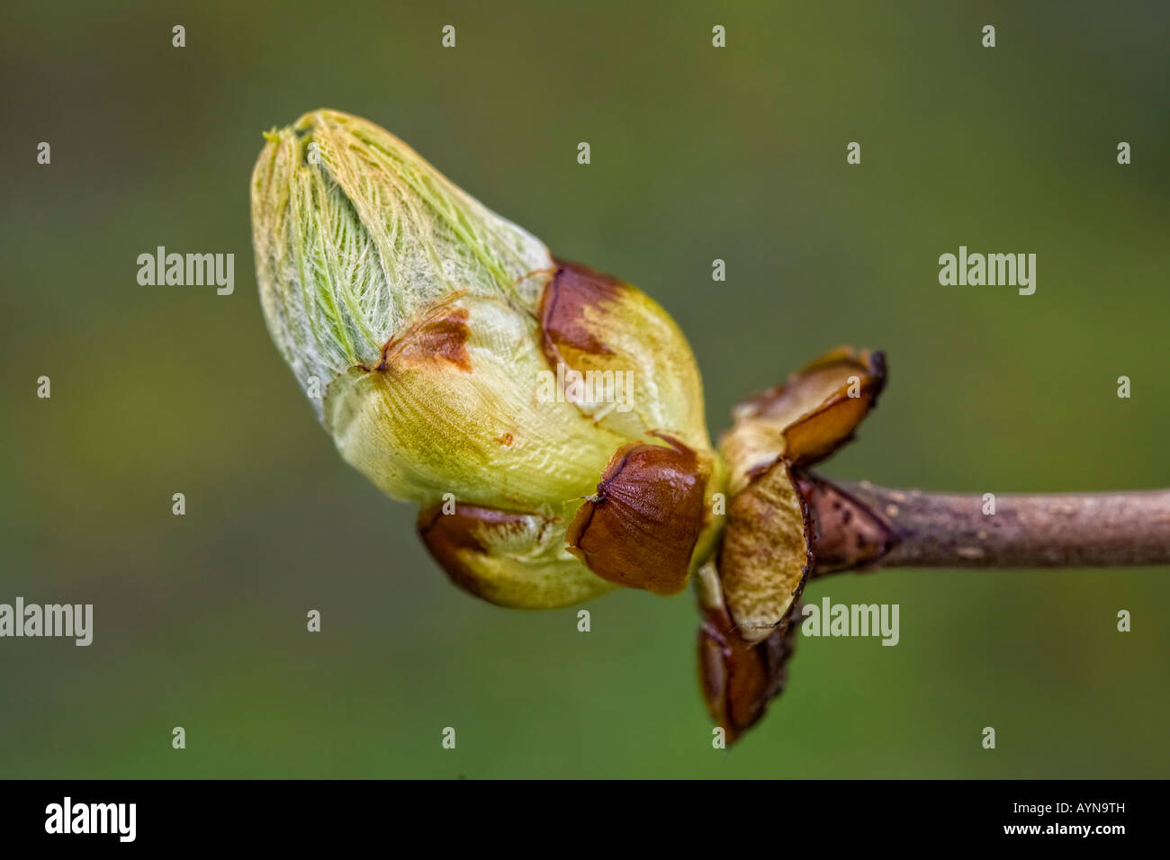 Aesculus hippocastanum, ippocastano foglia d'albero bud in primavera. Foto Stock