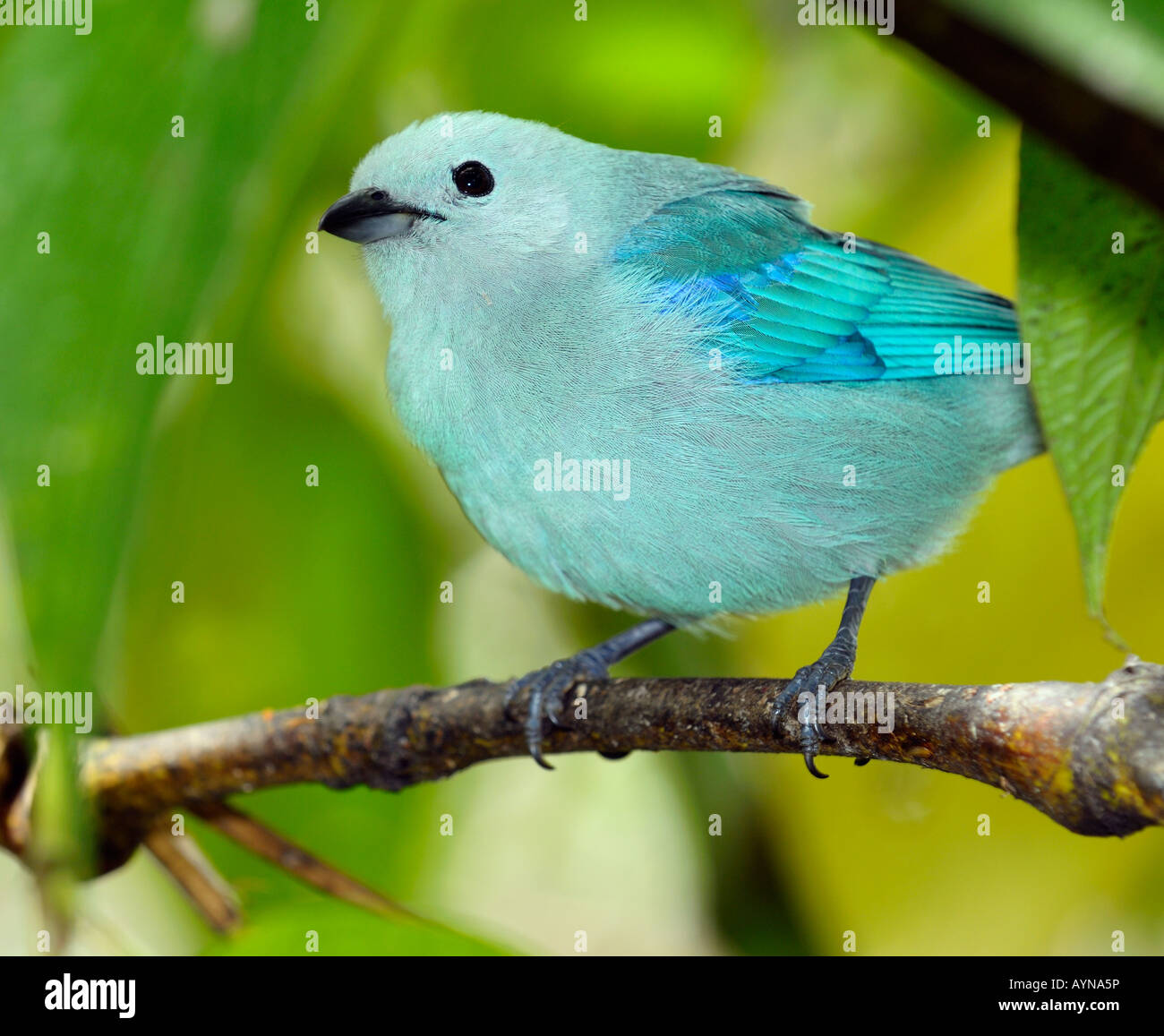 Blu grigio Tanager Thraupis episcopus songbird vicino fino in Costa Rica Foto Stock