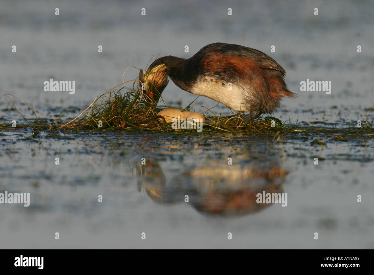 Eared grebe a nido Foto Stock