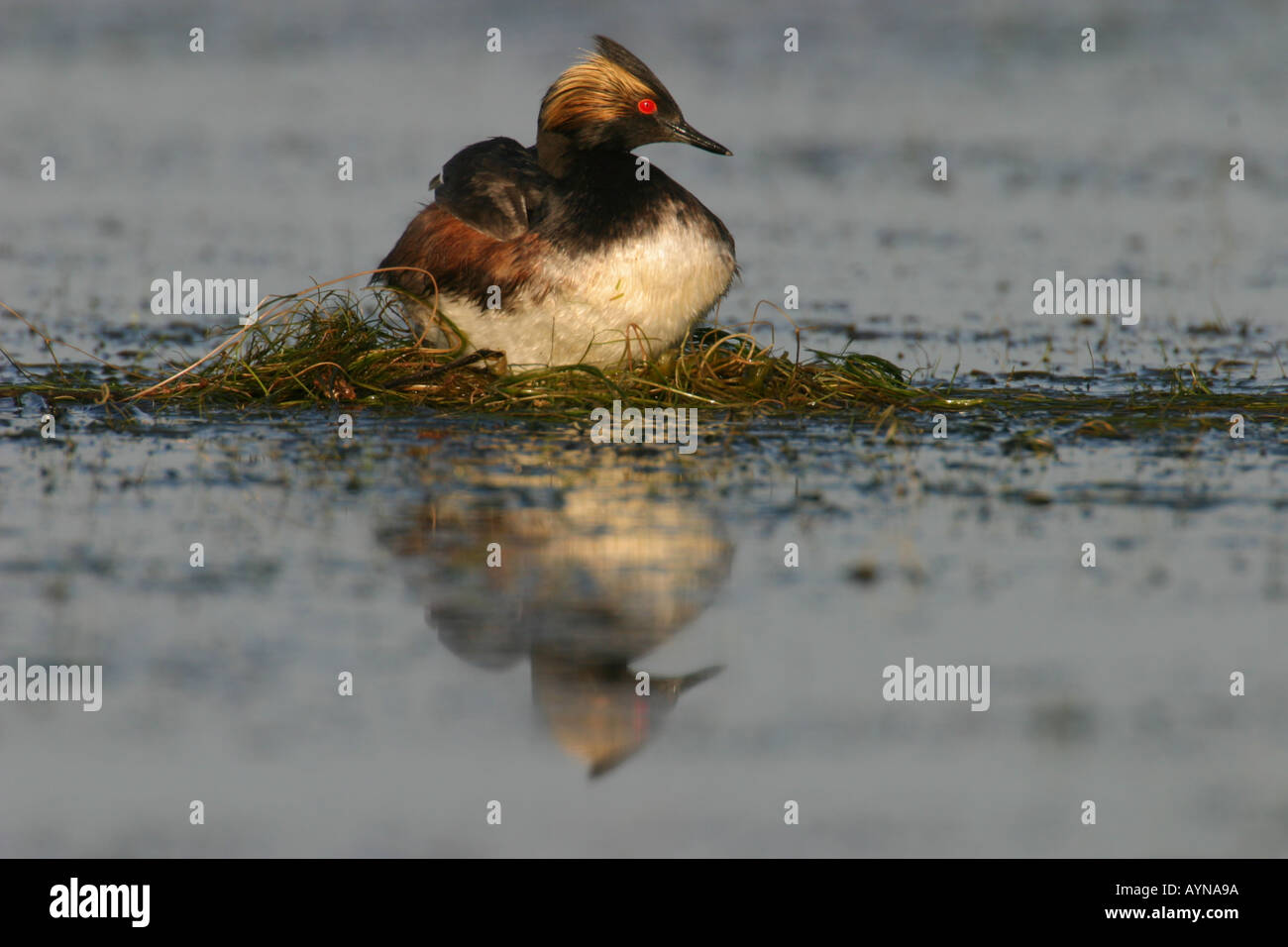 Eared grebe a nido Foto Stock