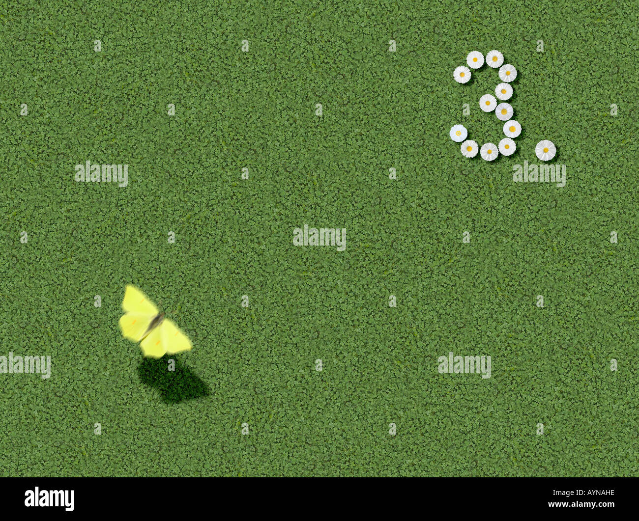Numero scritto con margherite 3° 3 rd sillabato modificati preconfigurate Foto Stock