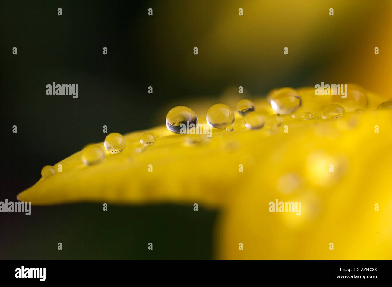 Daffodil petali con goccioline di acqua Foto Stock