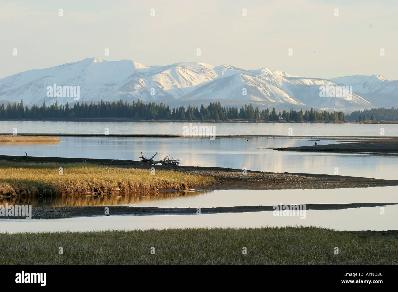 Pelican Creek immettendo il Lago Yellowstone Foto Stock