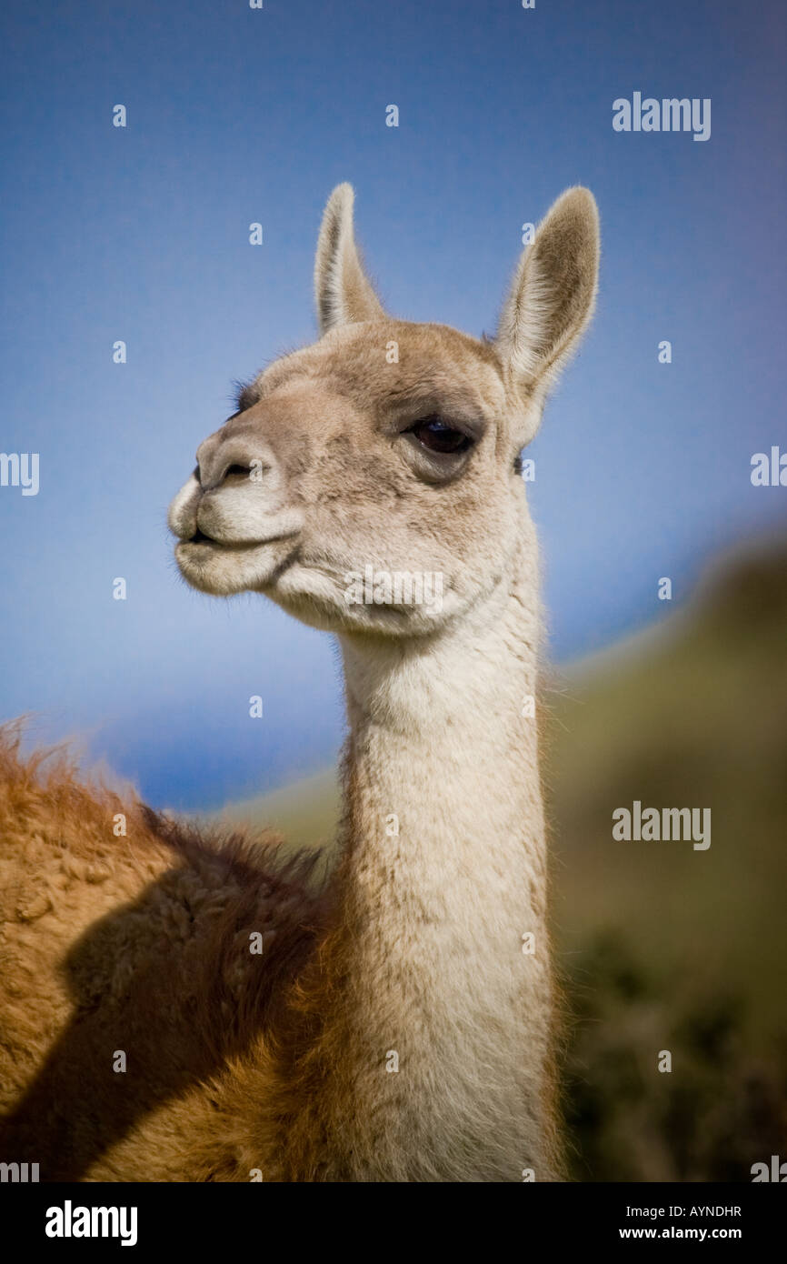 Guanaco (Lama guanicoe) Parco Nazionale Torres del Paine Foto Stock