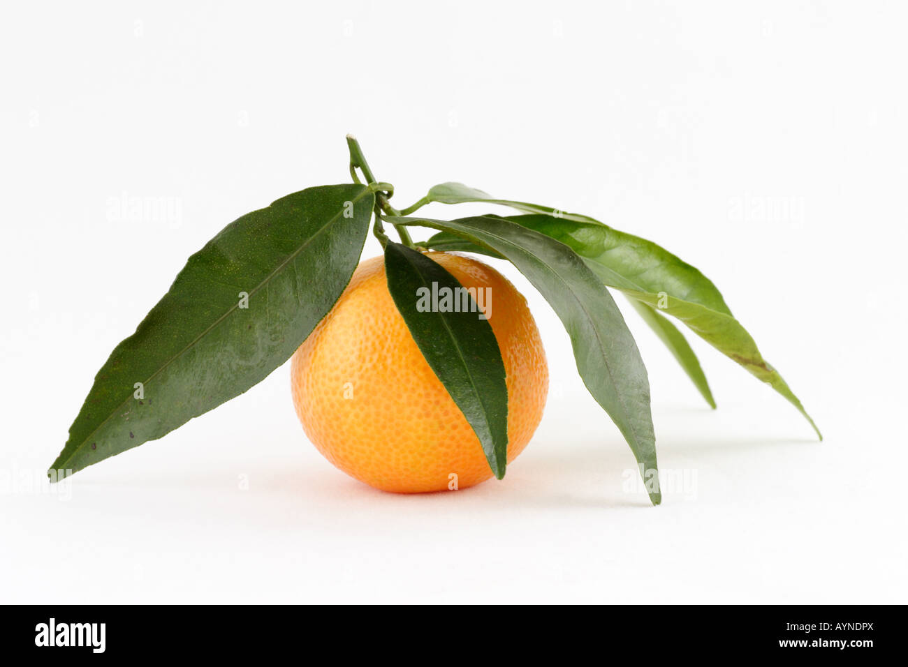 Arancio mandarino con foglie di colore verde Foto Stock