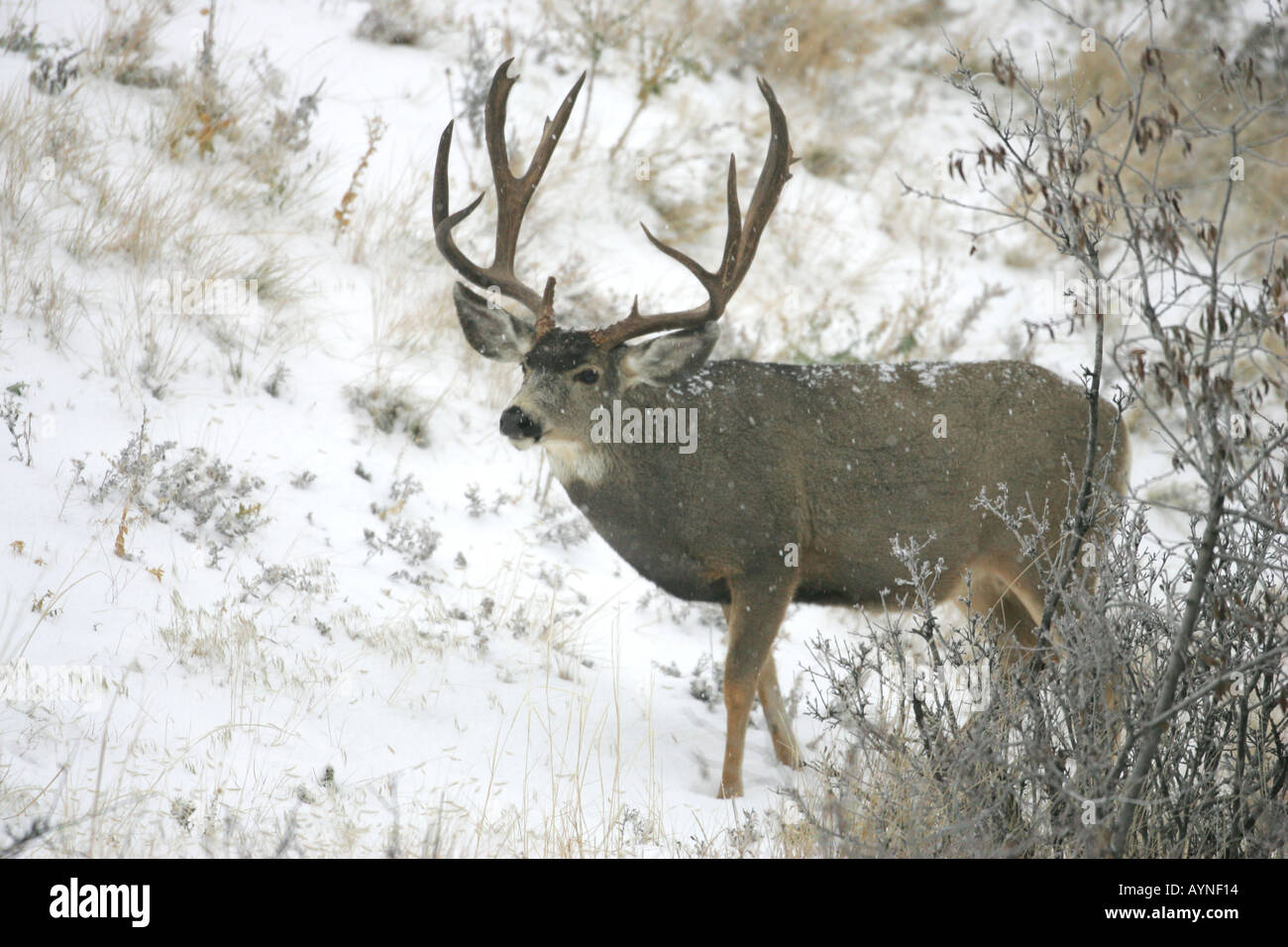 Trophy Mule Deer buck Foto Stock