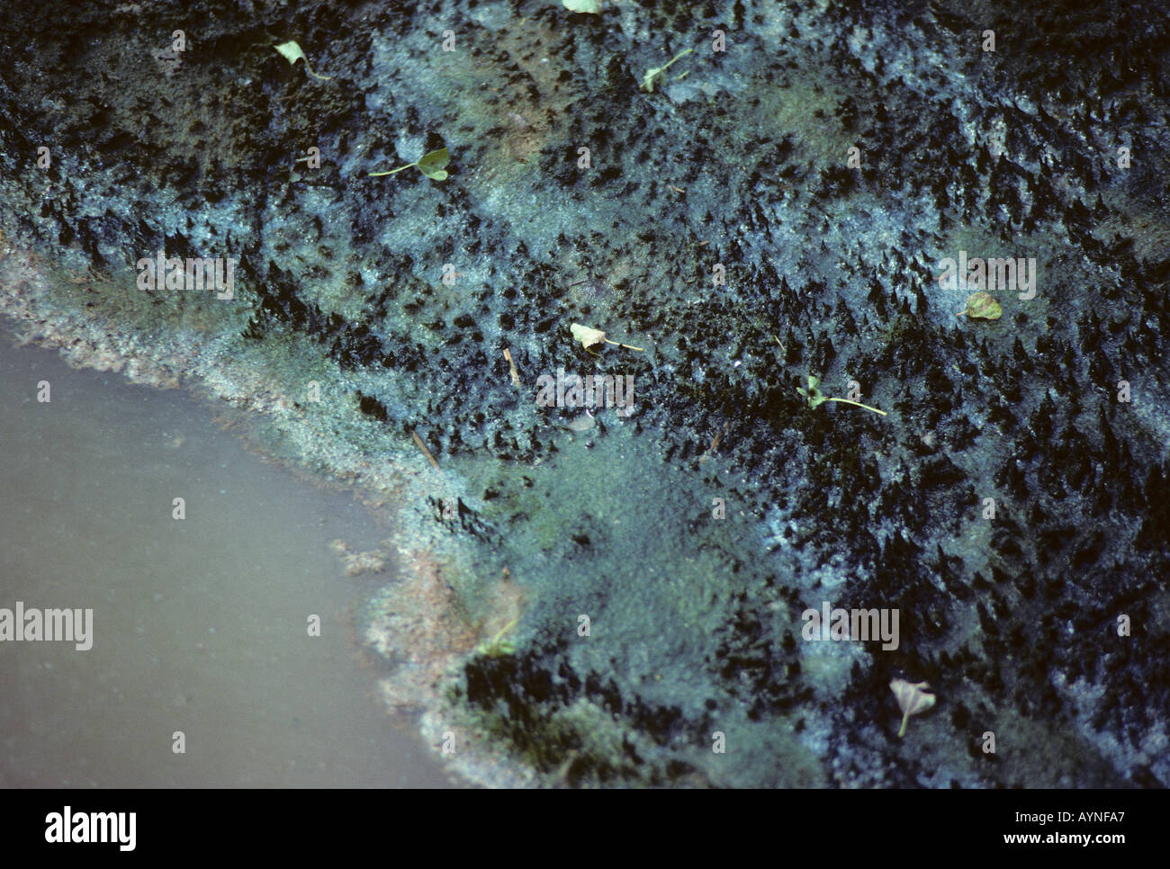 In prossimità della piscina di acqua salmastra con una pelle di superficie feccia di alghe Foto Stock