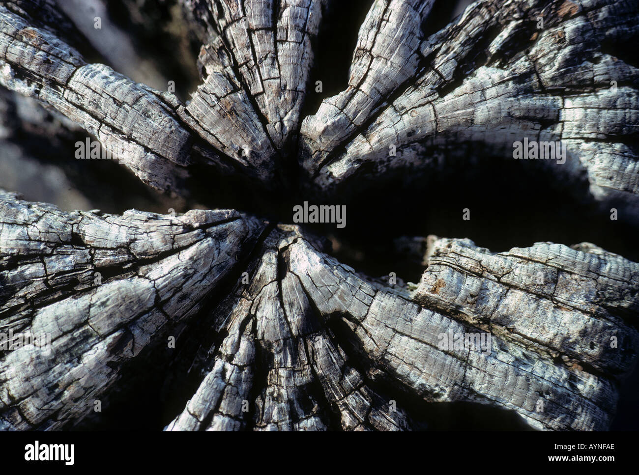 Close up weathered legno sbiancato moncone di supporto di un molo abbandonati Foto Stock