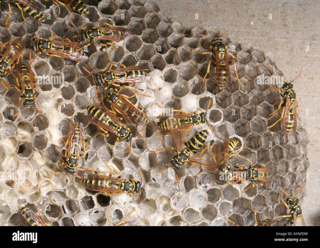 Carta vespe (Polistes dominulus) sul loro nido sotto un ponte. Foto Stock