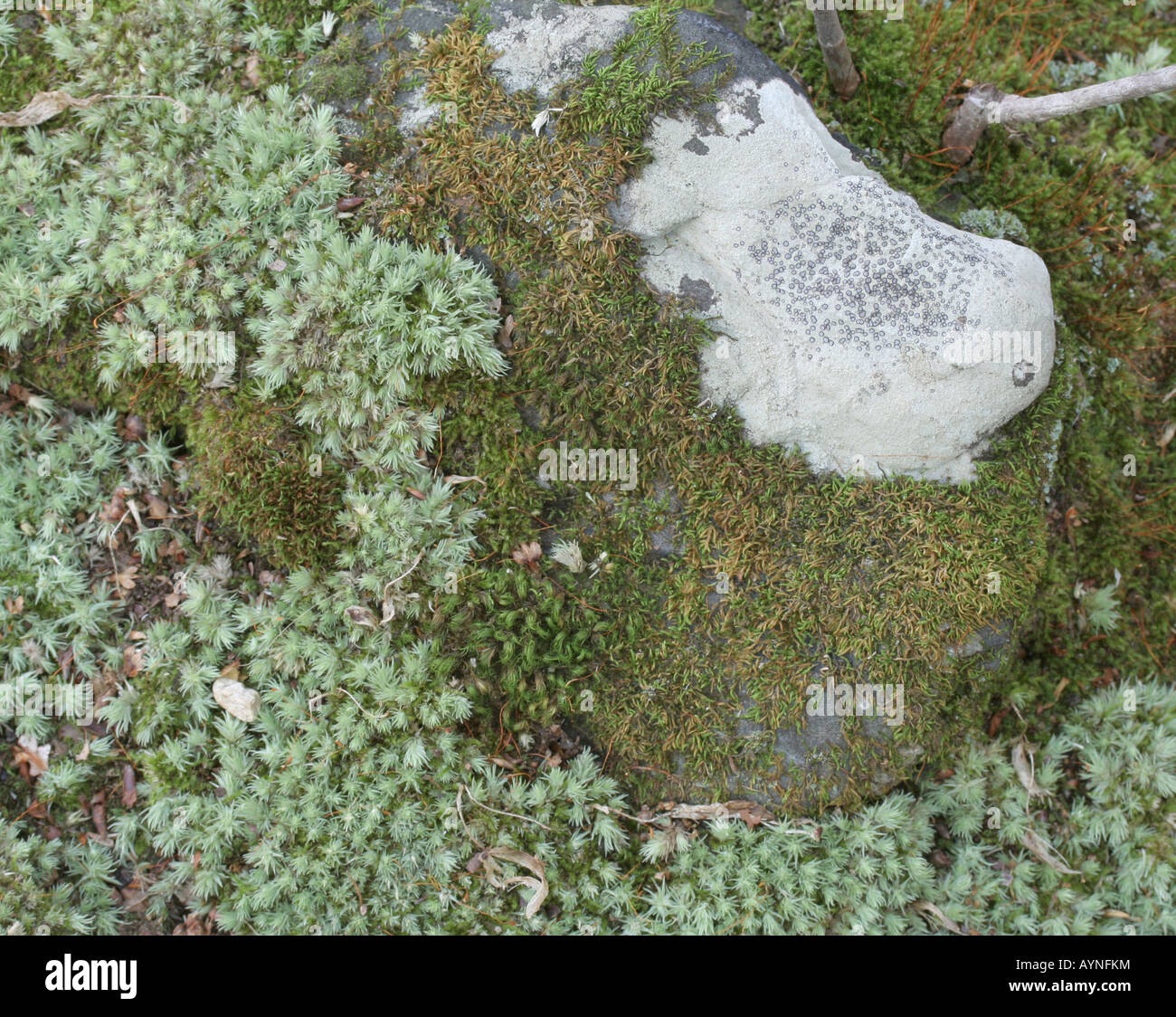 Il Lichen (Porpidia albocaerulescens) e muschi competere per lo spazio su un substrato di roccia. Foto Stock