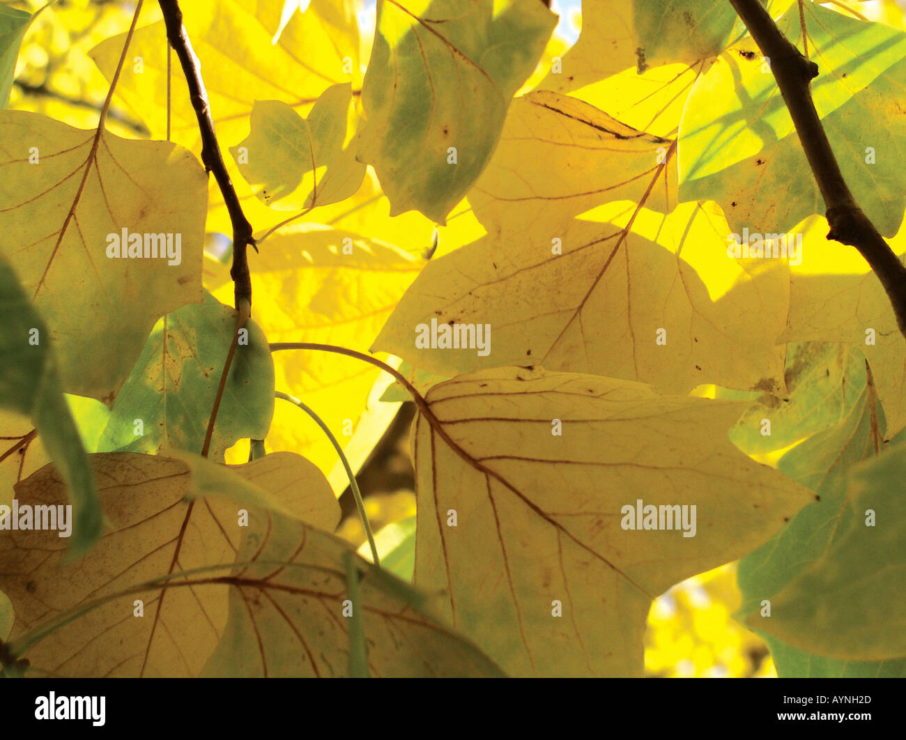Herbstlaub am Baum Foto Stock