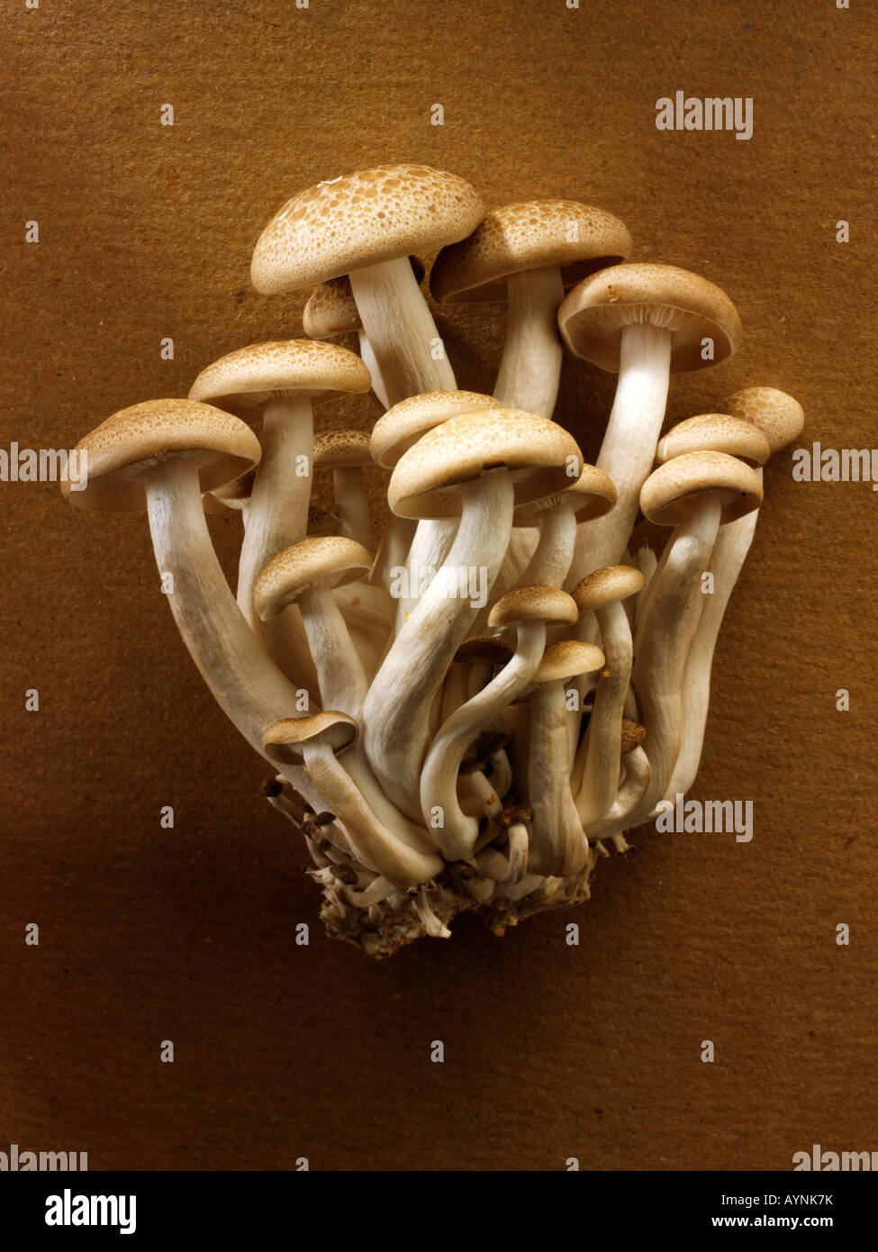 Materie fresche biologiche funghi Hon-Shimeji Foto Stock