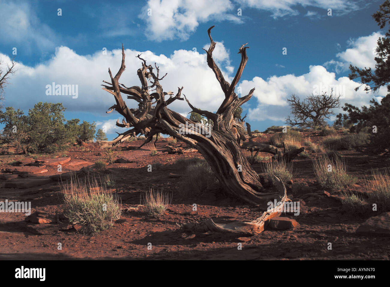 Karger Bewuchs und abgestorbene Baeume Capital Reef National Park nello Utah Stati Uniti d'America Foto Stock