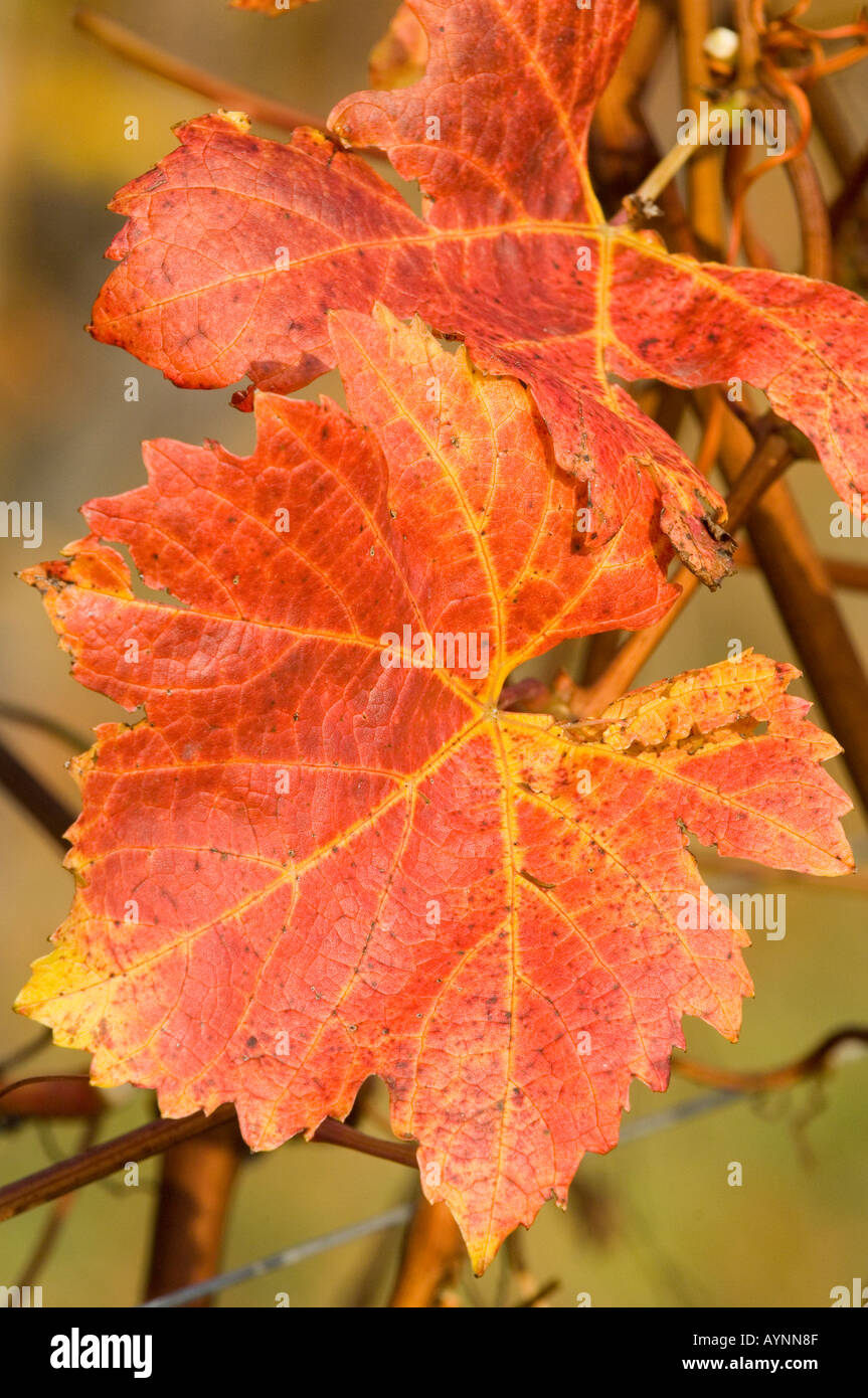 Wachau, autunno in vigneti, foglia di vite Foto Stock