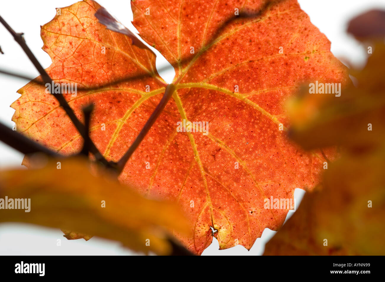 Wachau, autunno in vigneti, foglia di vite Foto Stock