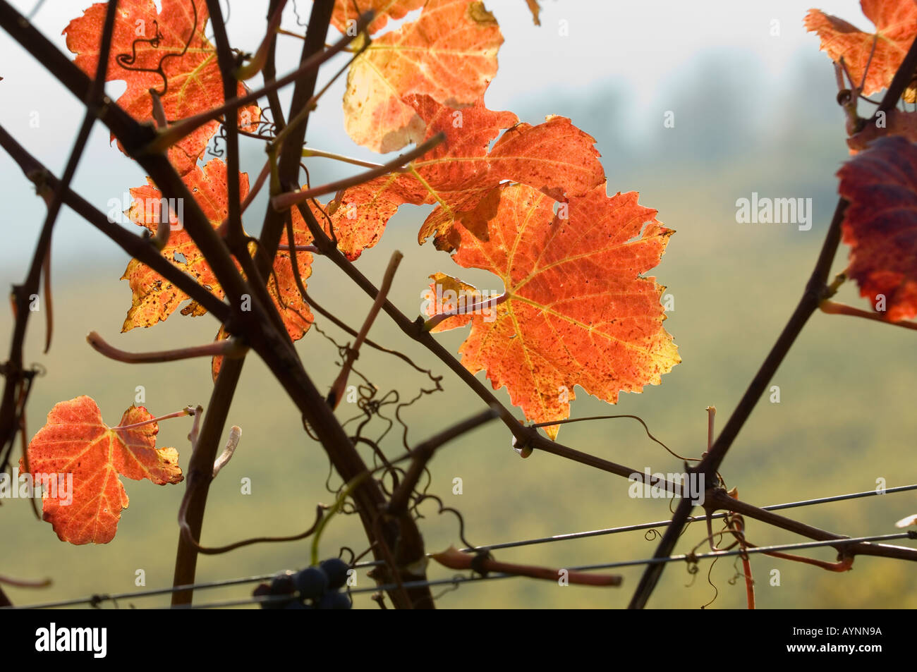 Wachau, autunno in vigneti, foglia di vite Foto Stock