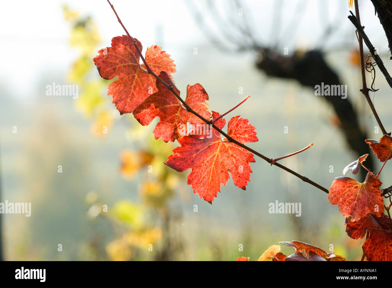 Wachau, autunno in vigneti, foglia di vite Foto Stock