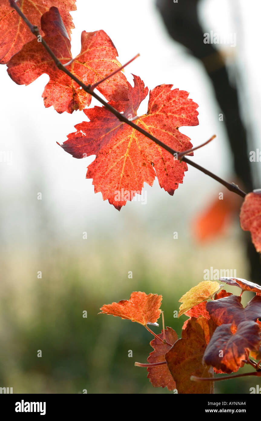 Wachau, autunno in vigneti, foglia di vite Foto Stock