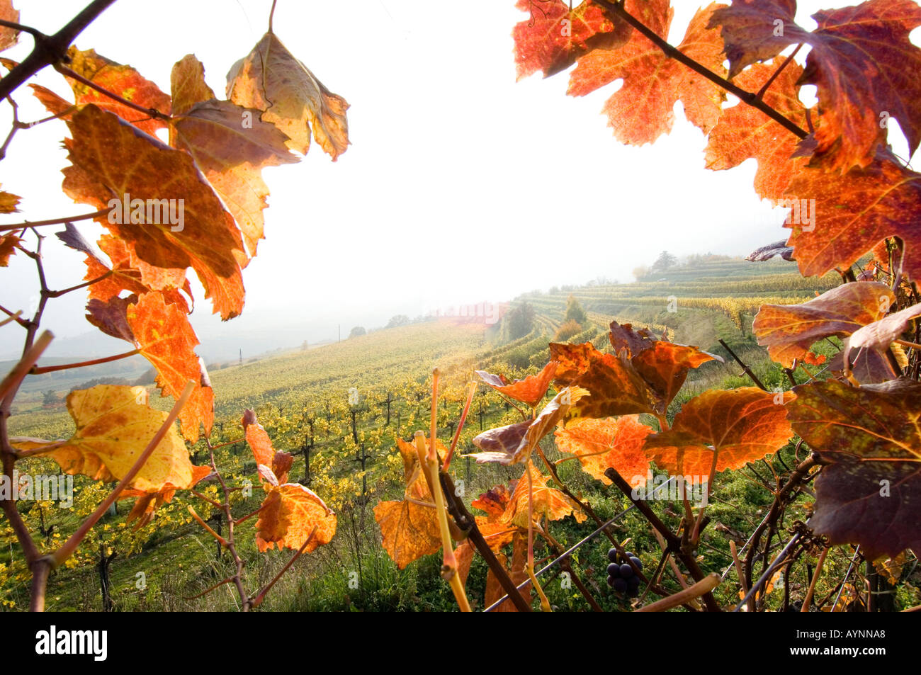 Wachau, autunno in vigneti Foto Stock