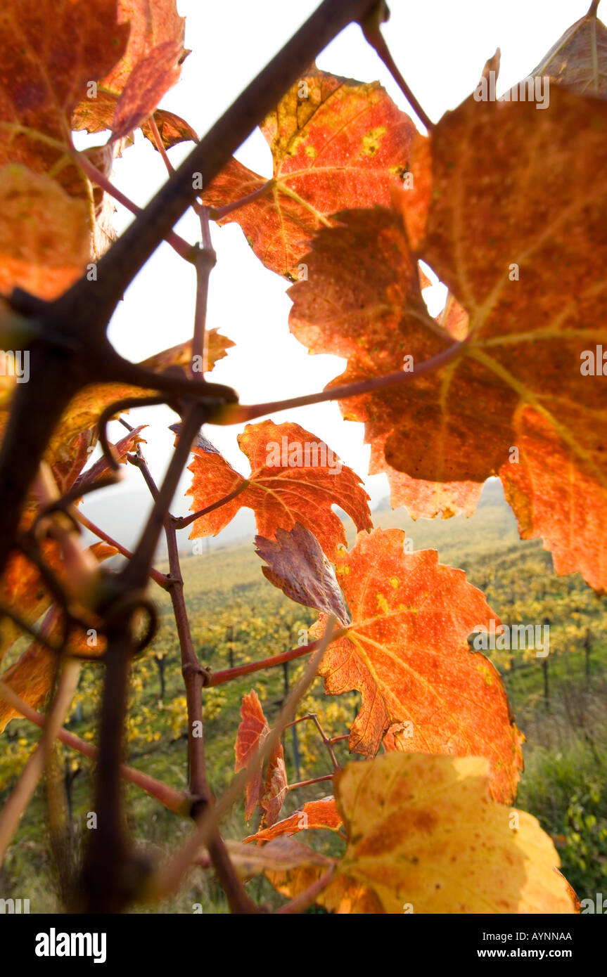Wachau, autunno in vigneti Foto Stock