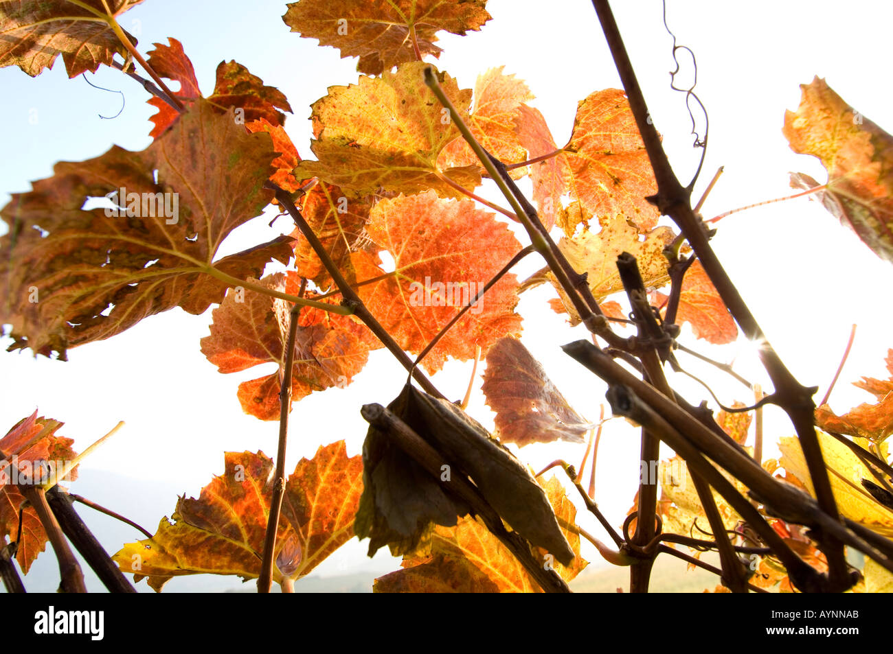 Wachau, autunno in vigneti Foto Stock