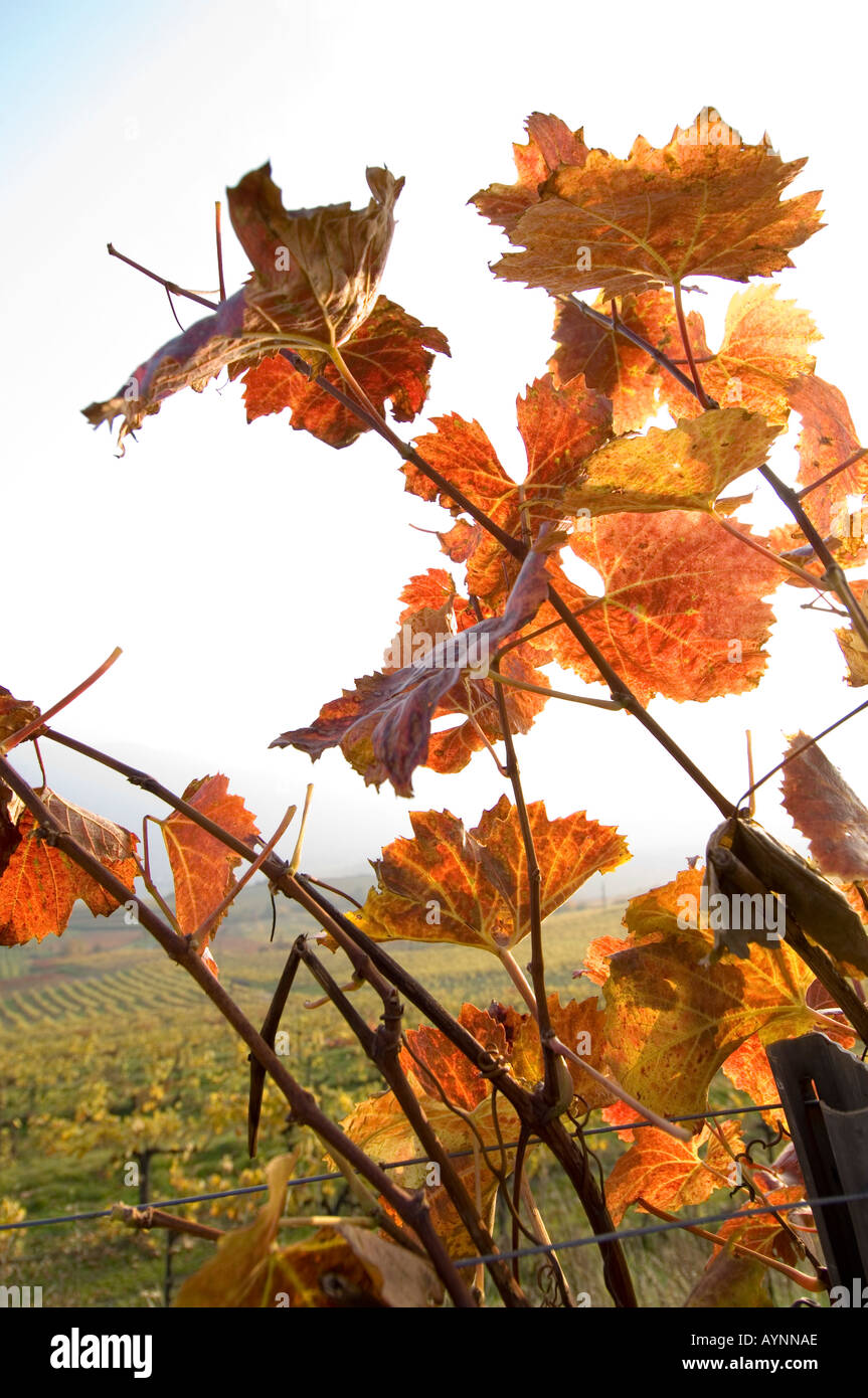 Wachau, autunno in vigneti Foto Stock
