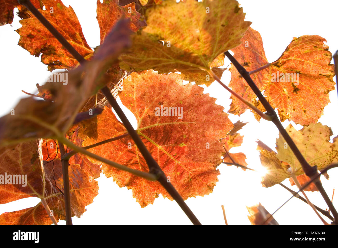 Wachau, autunno in vigneti, foglia di vite Foto Stock