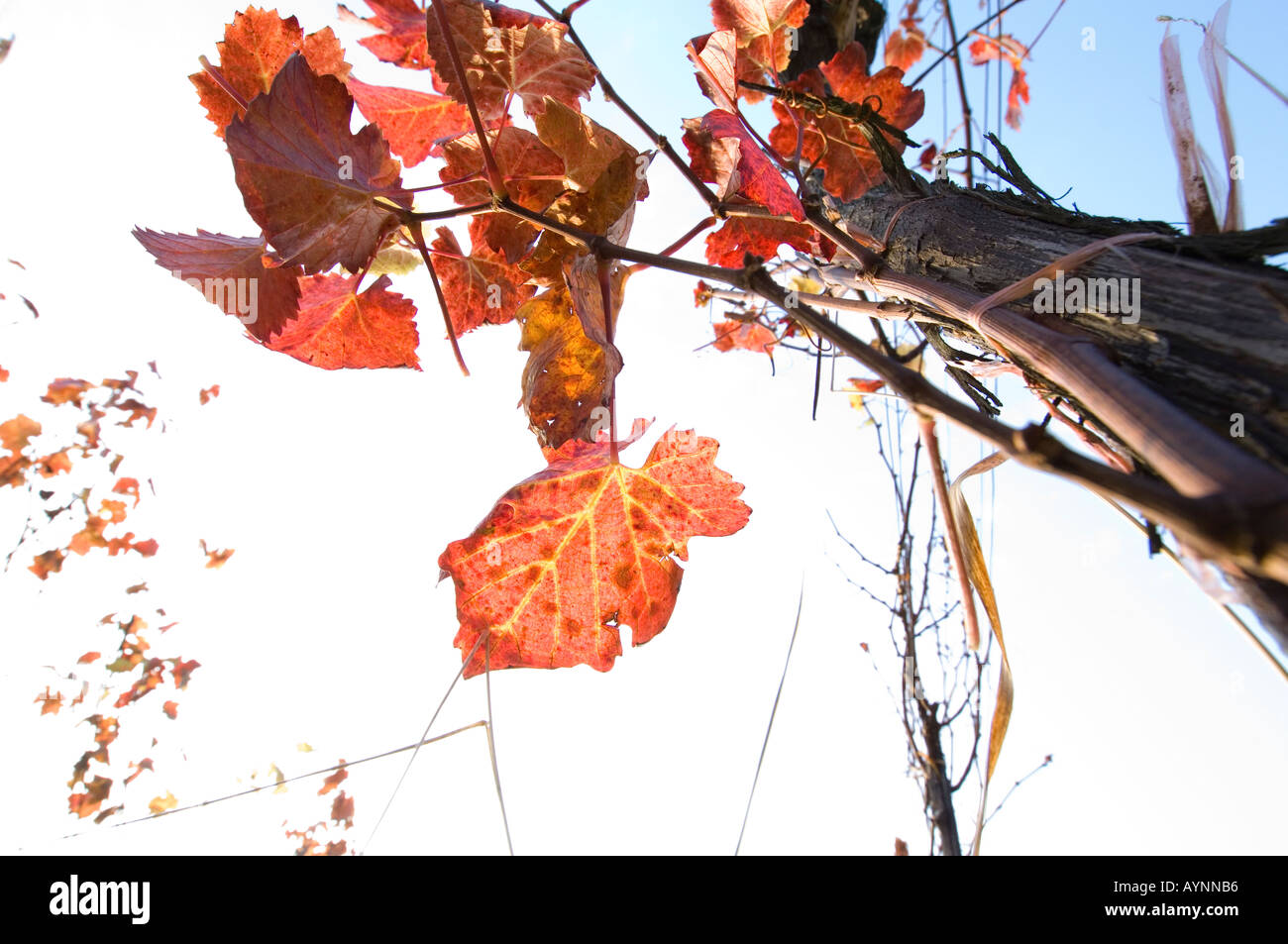 Wachau, autunno in vigneti grapevine Foto Stock