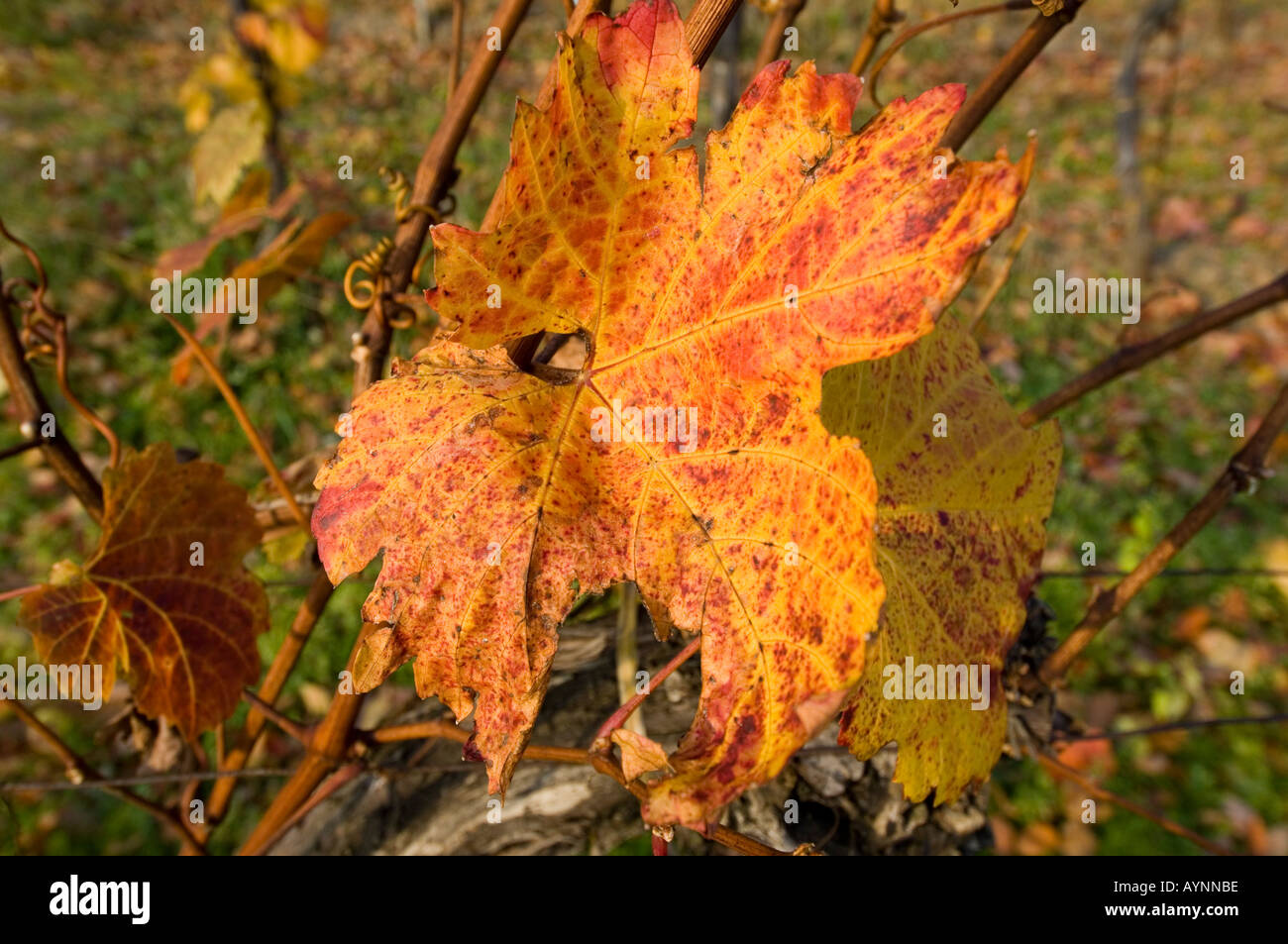 Wachau, autunno in vigneti, foglia di vite Foto Stock