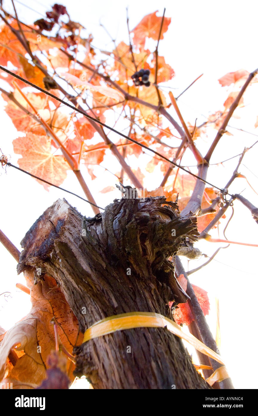 Wachau, autunno in vigneti grapevine Foto Stock