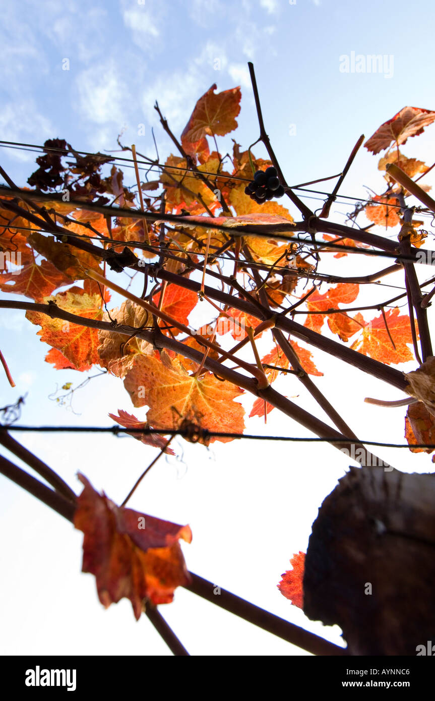 Wachau, autunno in vigneti grapevine Foto Stock