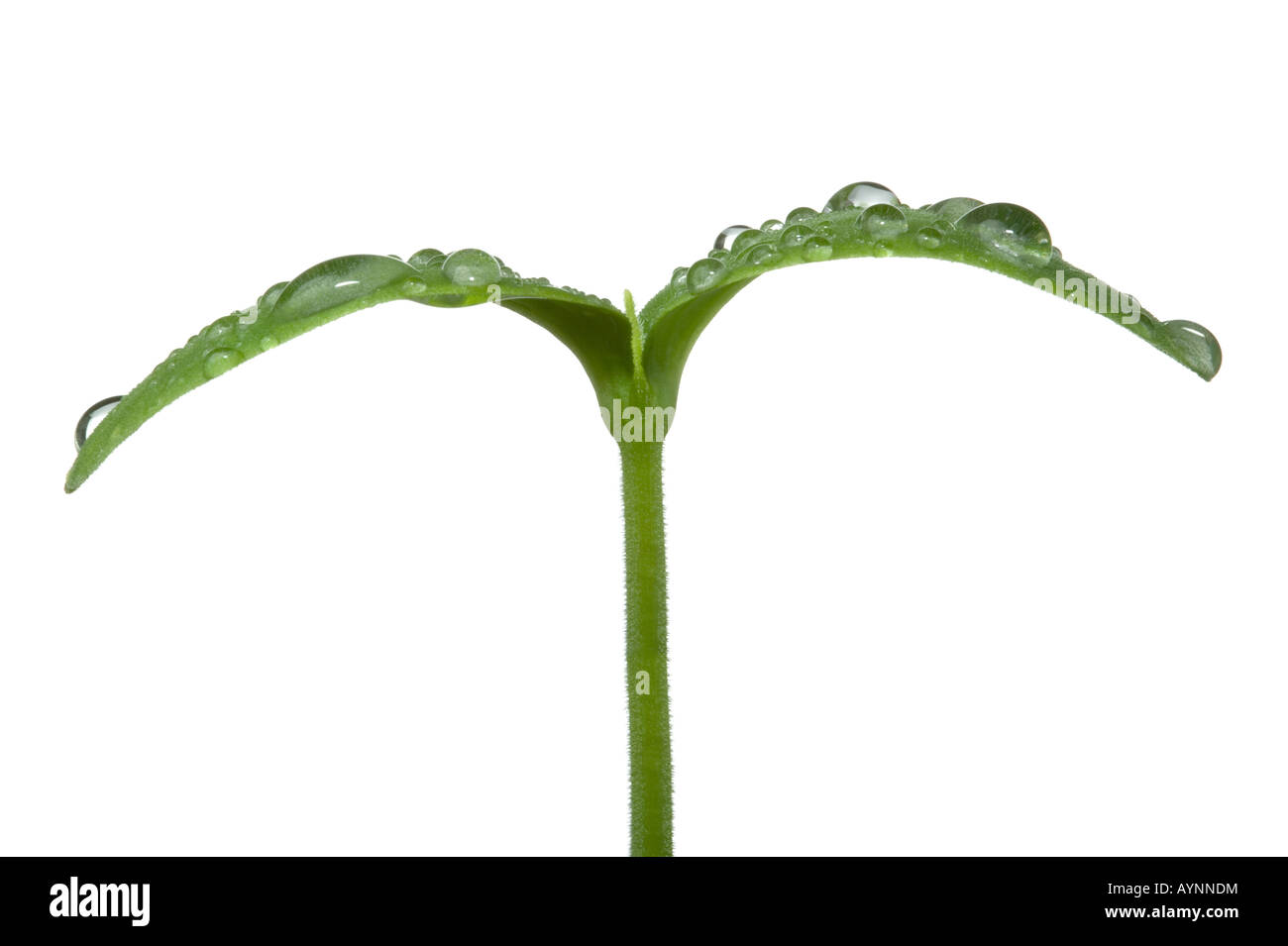 Ripresa macro di una giovane pianta piantina con le goccioline di acqua sulle foglie isolate su uno sfondo bianco Foto Stock