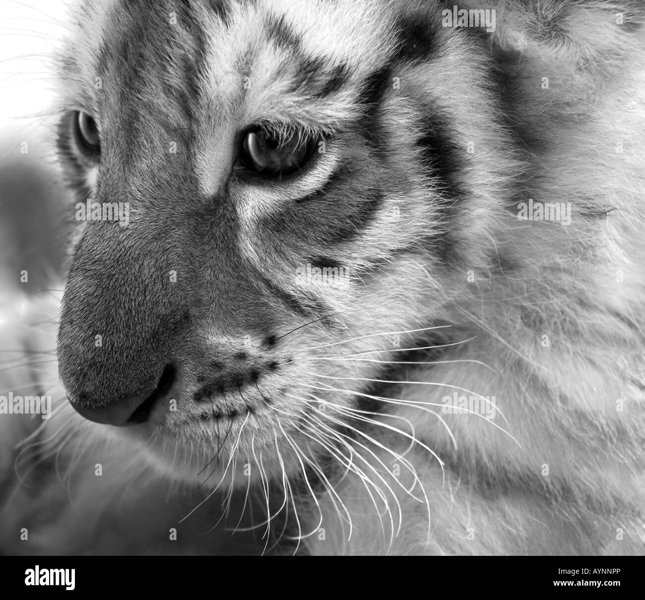 Face close up di cuccioli di tigre del Bengala Foto Stock