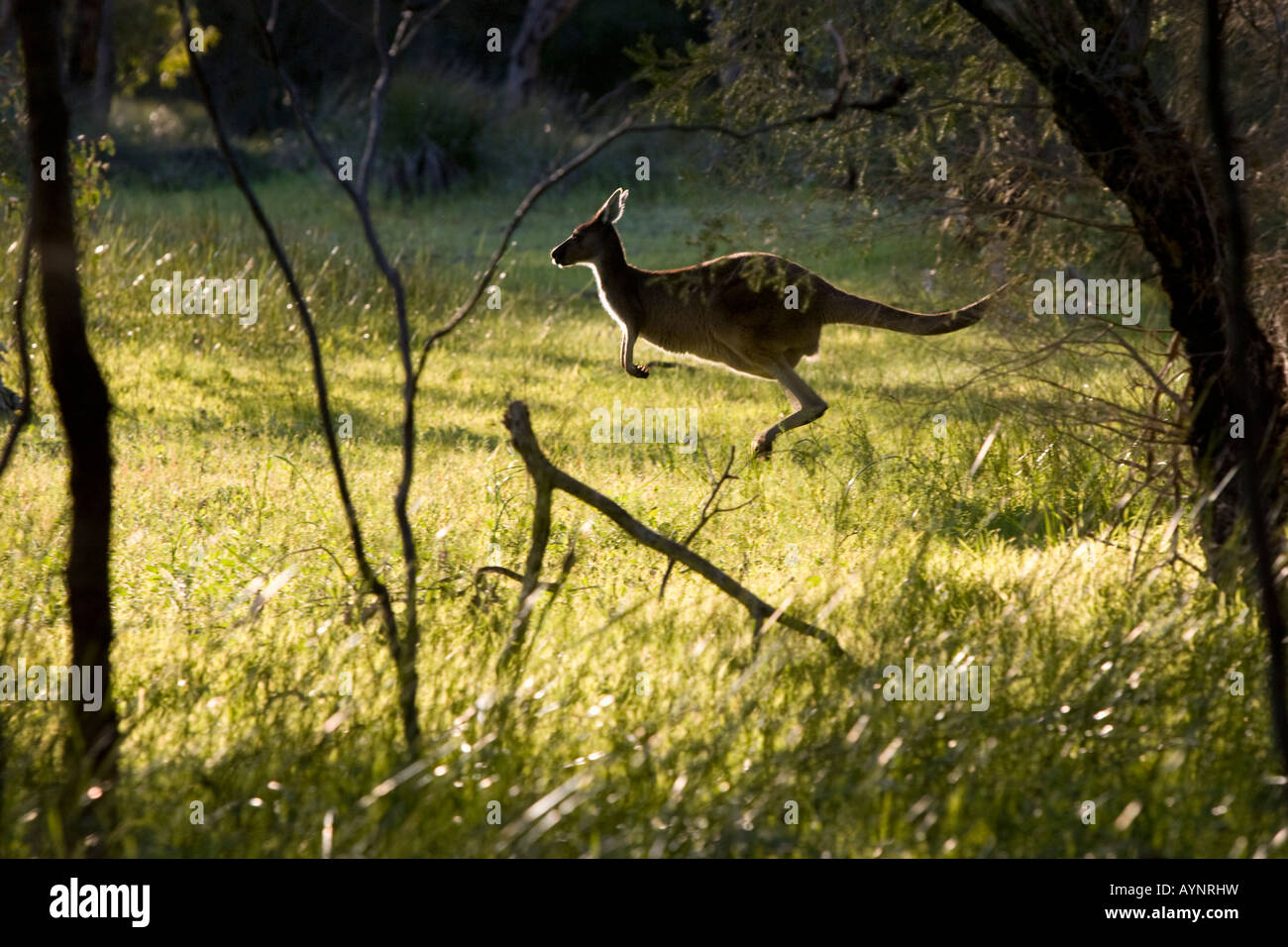Un occidentale Canguro grigio (Macropus fuliginosus) saltando attraverso la macchia a nord di Perth, Western Australia Foto Stock