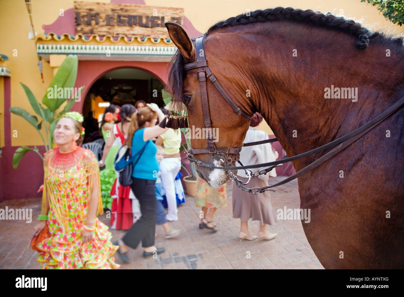 Cavallo in fiera a Fuengirola Malaga sulla Costa del Sole Andalusia Spagna Foto Stock