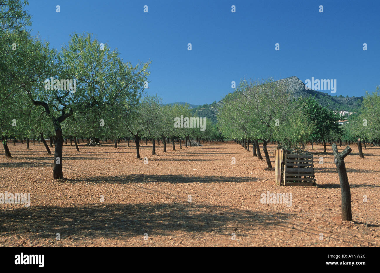 Plantage auf roter Erde Mallorca Foto Stock