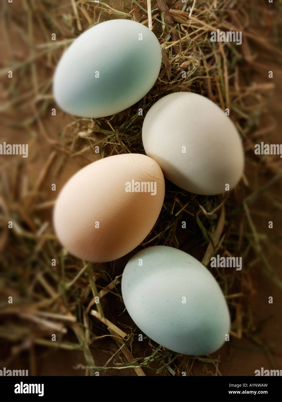 Cotswold Legbar organici gamma libera le uova di gallina - Soft Foto Stock