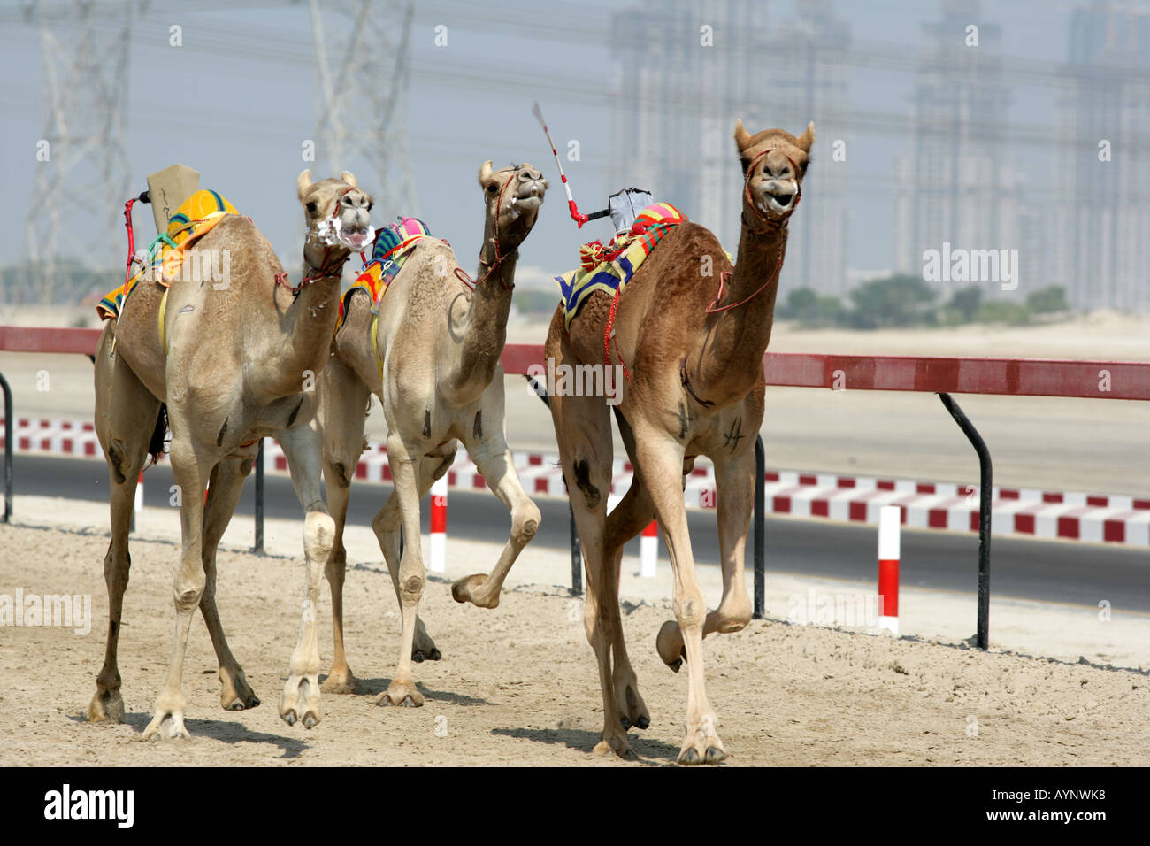 Dubai Camel Race Course Jockey formazione robot gare di mattina presto e nel tardo pomeriggio Skycrapers in Sheikh Zayed Road nel Foto Stock