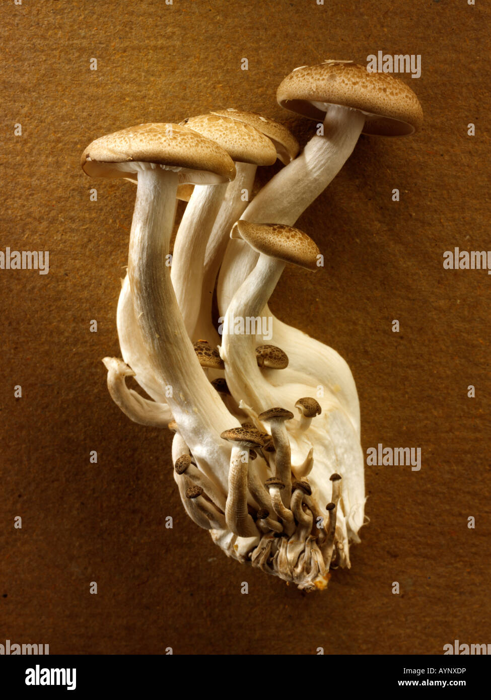 Materie fresche biologiche funghi Hon-Shimeji Foto Stock