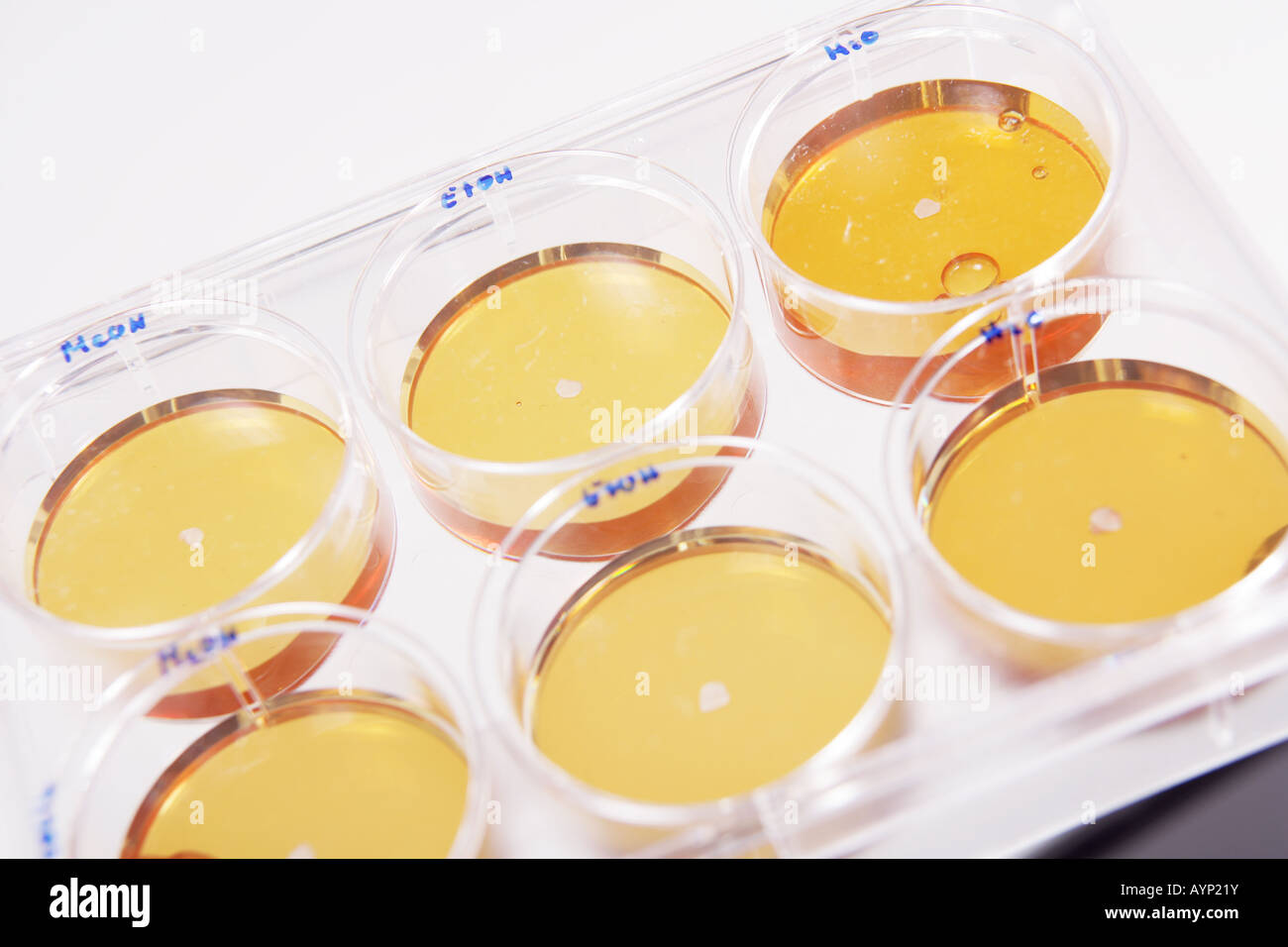 Capsule di Petri in un laboratorio Foto Stock