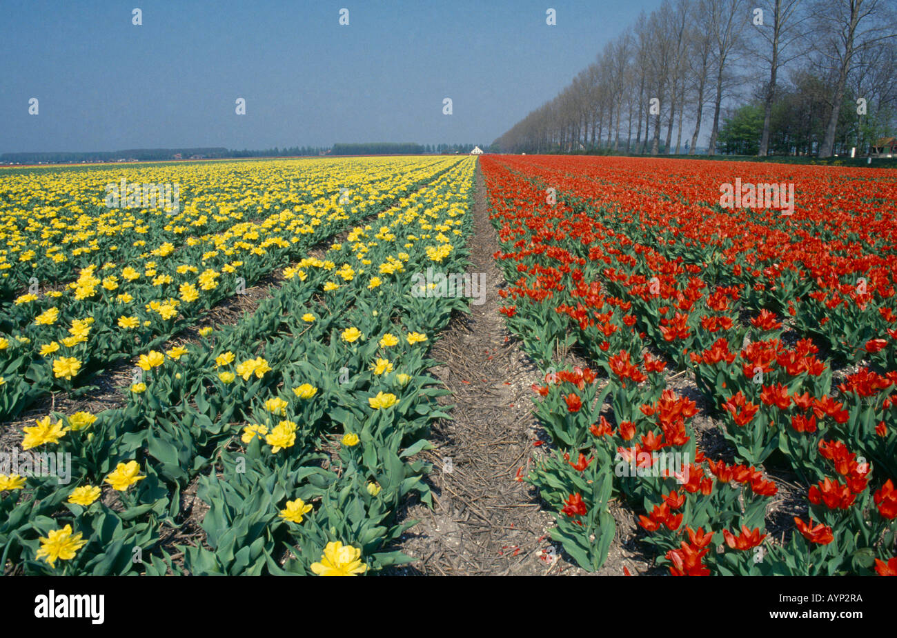 HOLLAND Agriculture Fiori Foto Stock