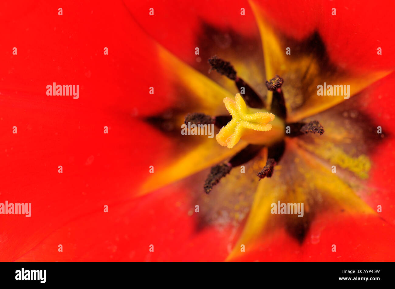 Red Tulip - Lo Stigma Foto Stock