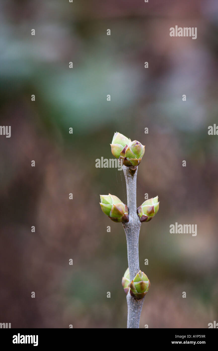 Un ramo dell'albero del lilla all'inizio della primavera sfoca lo sfondo primo piano nessuno verticale in Ohio Stati Uniti ad alta risoluzione Foto Stock