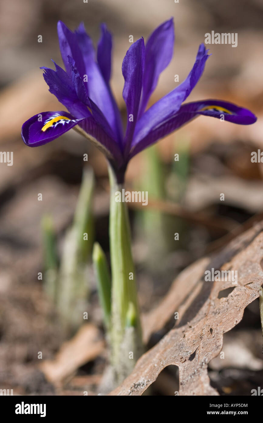 Viola Iris reticulata armonia fiore primavera sulla natura sfocata sfocatura sfondo primo piano dettaglio fiori artistici il tempo primaverile è finalmente qui hi - Foto Stock