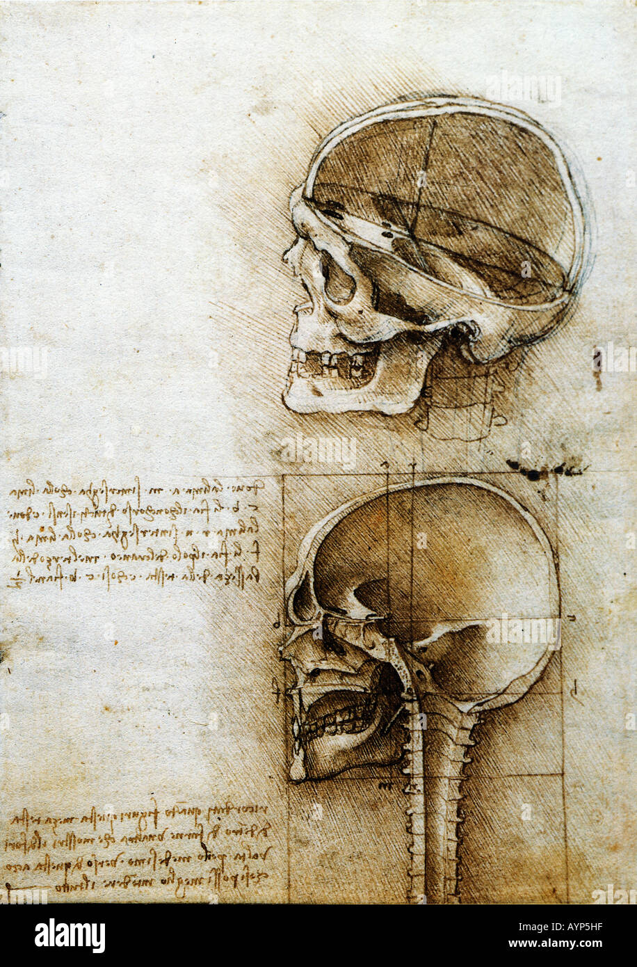 Studio anatomico del cranio ca. 1489. Penna e inchiostro su gesso nero 187 x 135 mm Foto Stock