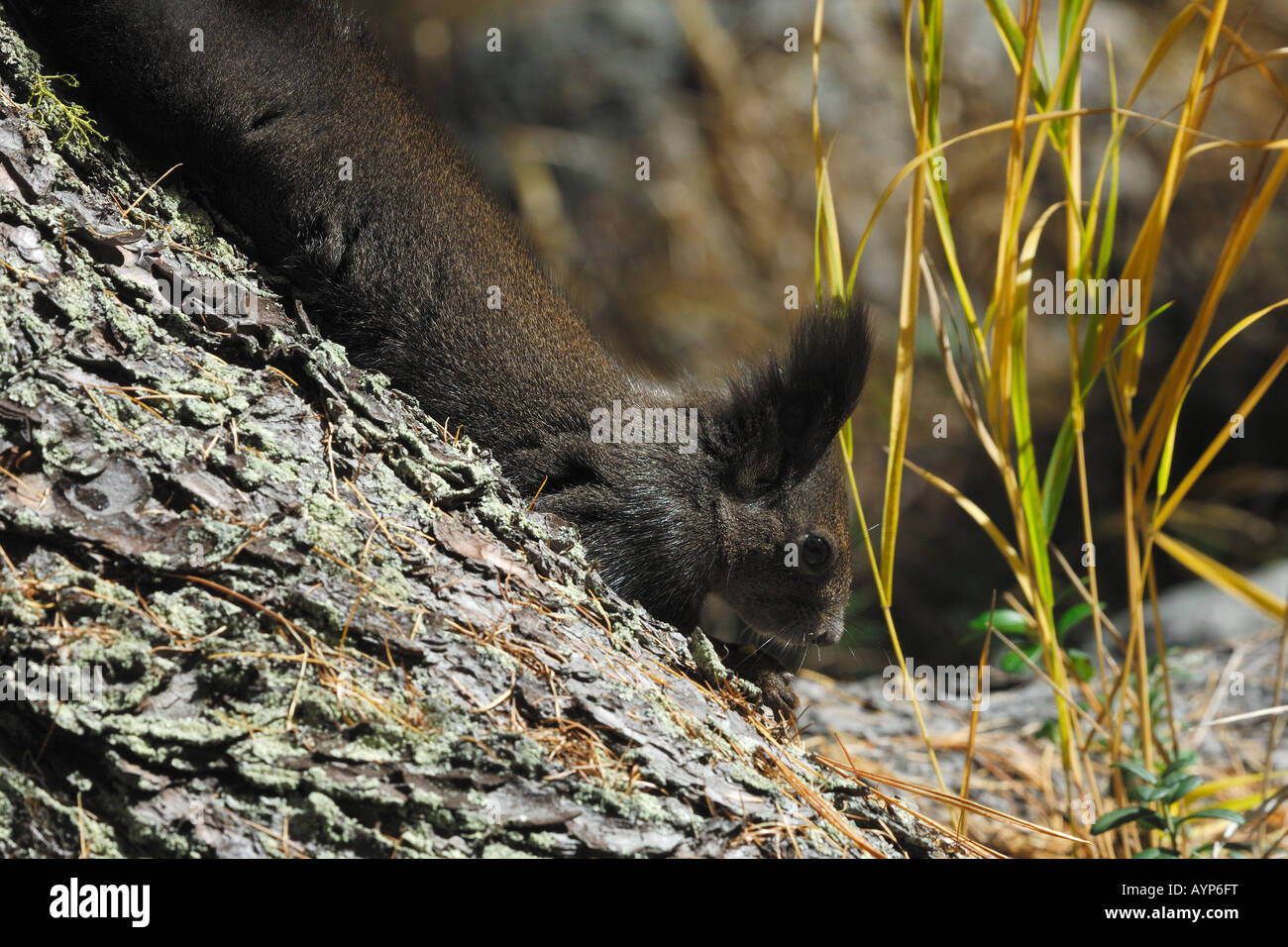 Sciurus vulgaris scoiattolo scoiattolo roditori roditori mammiferi mammifero bosco. primo piano Engadina Val Roseg Saint Moritz Sv Foto Stock