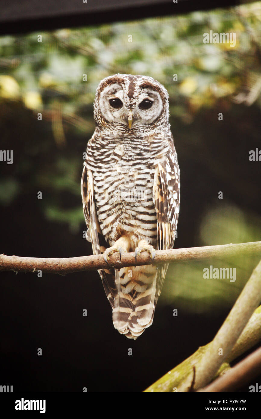 Chaco Allocco (Strix chacoensis) appollaiato su un ramo Foto Stock