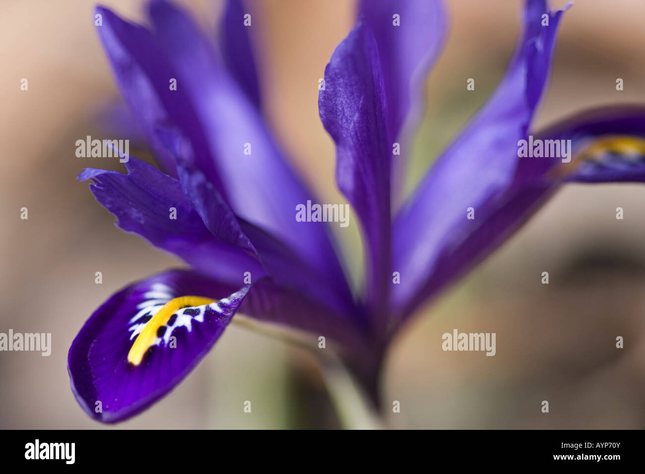 Inverno Iris reticulata fiore viola primavera sulla natura sfondo sfocato dettaglio ravvicinato fiori da giardino il tempo primaverile è finalmente arrivato ad alta risoluzione Foto Stock